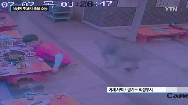  감자탕 먹다가 멧돼지가 처들어옴