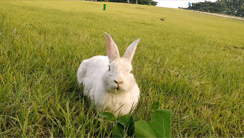 너무 귀엽고 신기한 토끼가 새끼를 지키는 방법 🐰 | 인스티즈