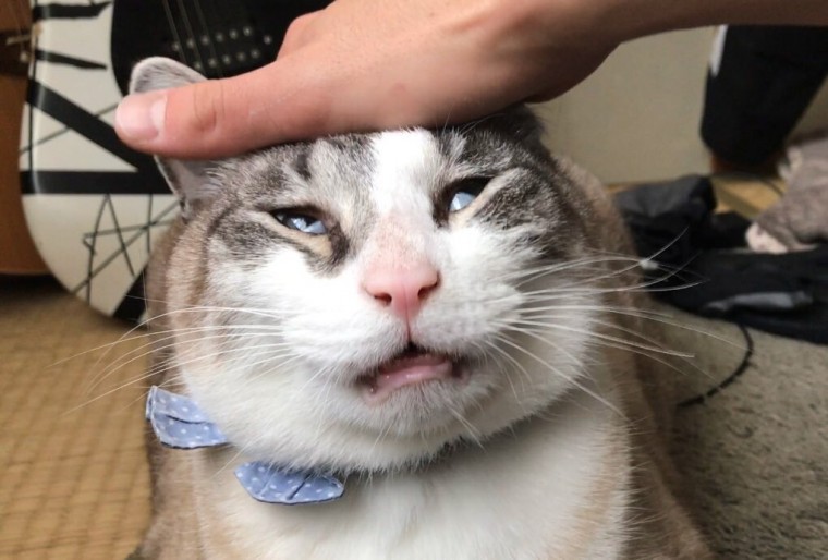 망한 고양이 사진 대회 | 인스티즈