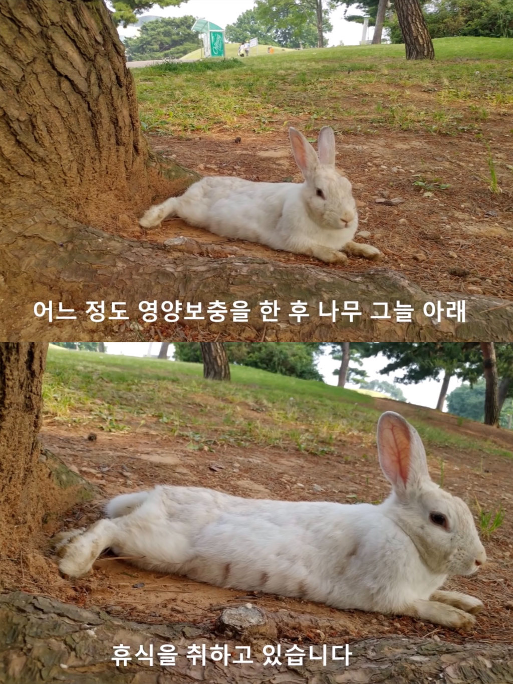 너무 귀엽고 신기한 토끼가 새끼를 지키는 방법 🐰 | 인스티즈