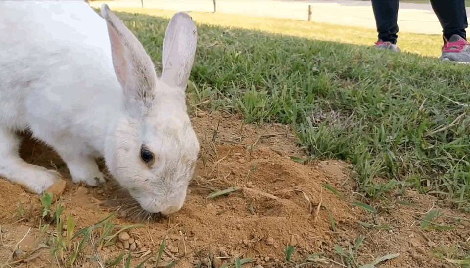 너무 귀엽고 신기한 토끼가 새끼를 지키는 방법 🐰 | 인스티즈