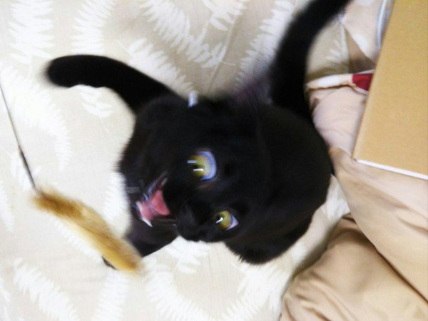망한 고양이 사진 대회 | 인스티즈
