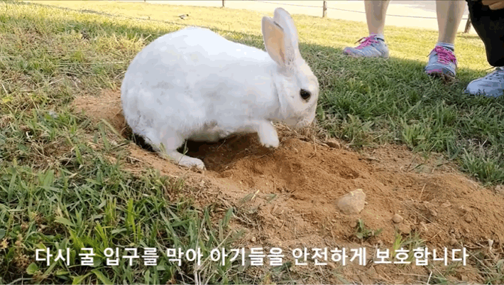 너무 귀엽고 신기한 토끼가 새끼를 지키는 방법 🐰 | 인스티즈