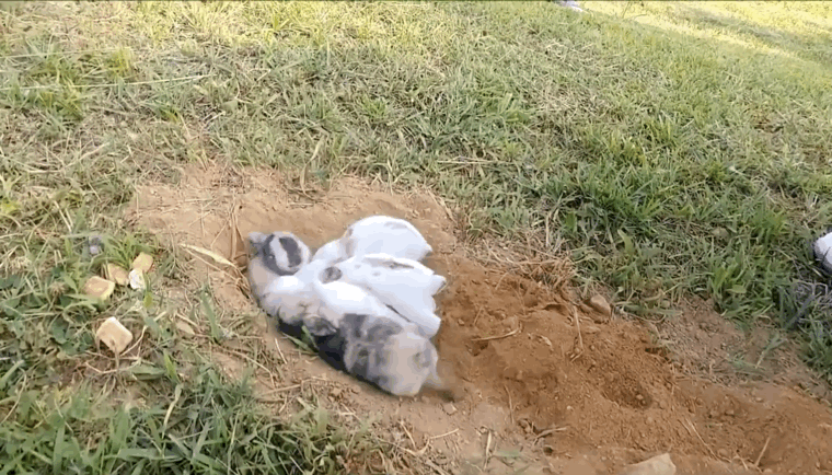 너무 귀엽고 신기한 토끼가 새끼를 지키는 방법 🐰 | 인스티즈