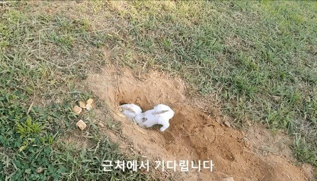 너무 귀엽고 신기한 토끼가 새끼를 지키는 방법 🐰 | 인스티즈