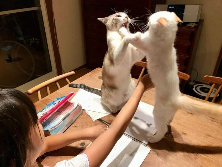 고양이 두마리 키우는 가정의 일상...JPG | 인스티즈