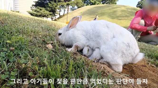 너무 귀엽고 신기한 토끼가 새끼를 지키는 방법 🐰 | 인스티즈