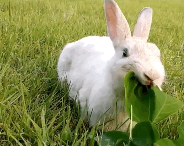 너무 귀엽고 신기한 토끼가 새끼를 지키는 방법 🐰 | 인스티즈