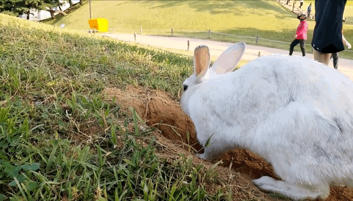 너무 귀엽고 신기한 토끼가 새끼를 지키는 방법 🐰 | 인스티즈