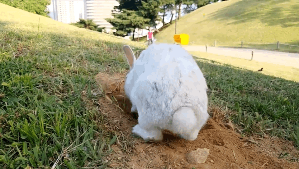 너무 귀엽고 신기한 토끼가 새끼를 지키는 방법 🐰 | 인스티즈