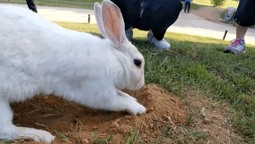 너무 귀엽고 신기한 토끼가 새끼를 지키는 방법 🐰 | 인스티즈