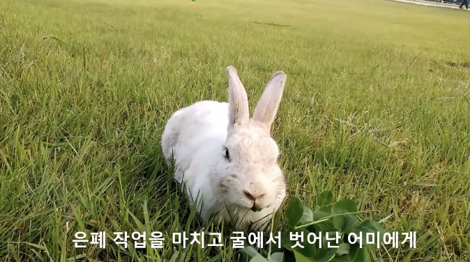 너무 귀엽고 신기한 토끼가 새끼를 지키는 방법 🐰 | 인스티즈