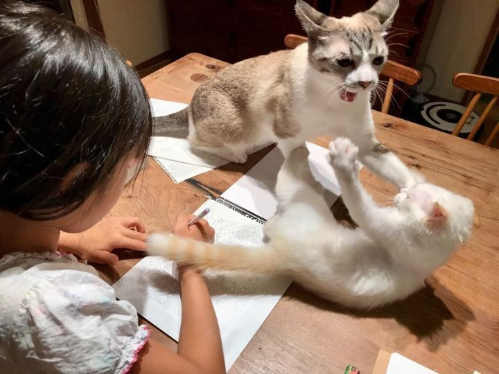 고양이 두마리 키우는 가정의 일상...JPG | 인스티즈