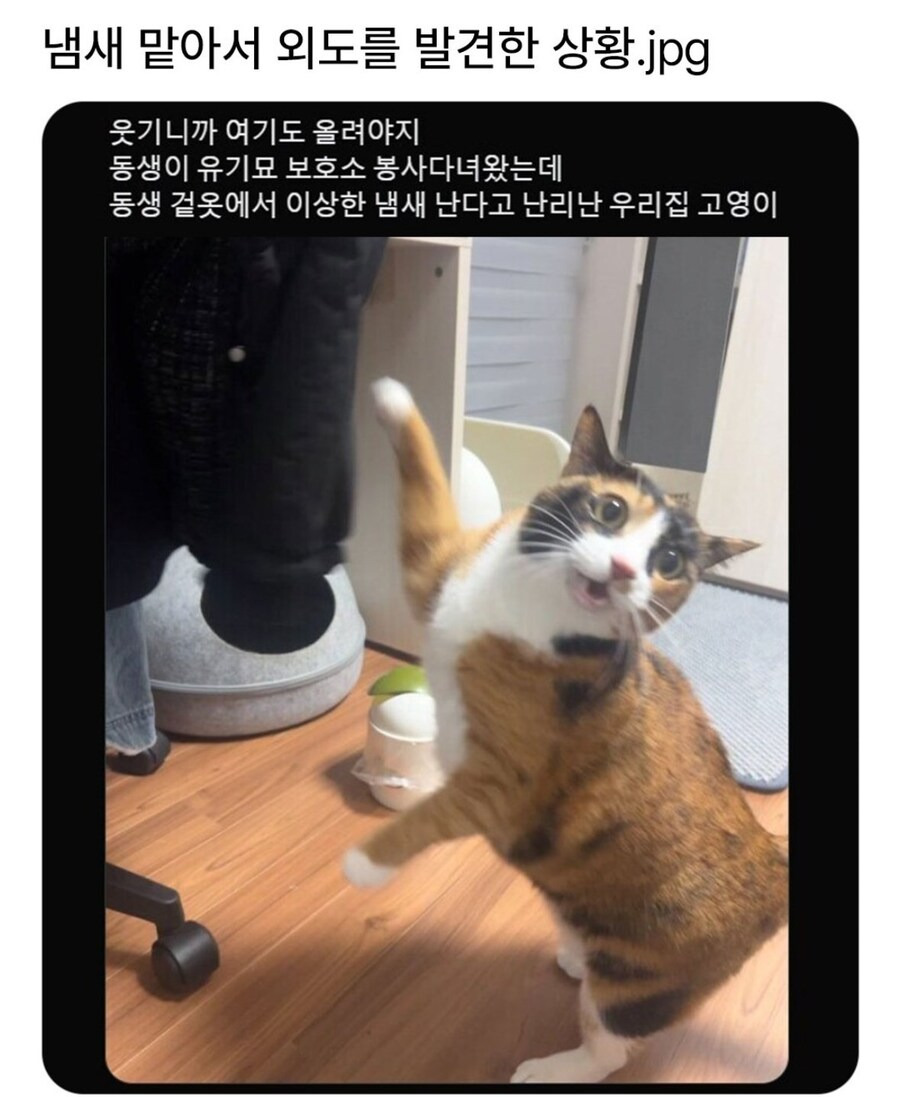 냄새 맡아서 외도를 발견한 상황 .jpg3