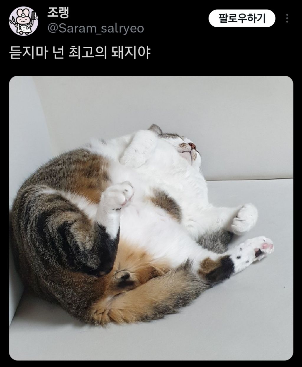 고양이는 원래 마른 종이 맞는데 인간들이랑 같이 살면서...twt | 인스티즈