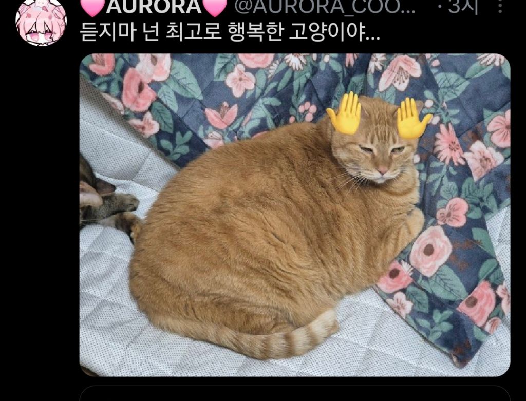 고양이는 원래 마른 종이 맞는데 인간들이랑 같이 살면서...twt | 인스티즈