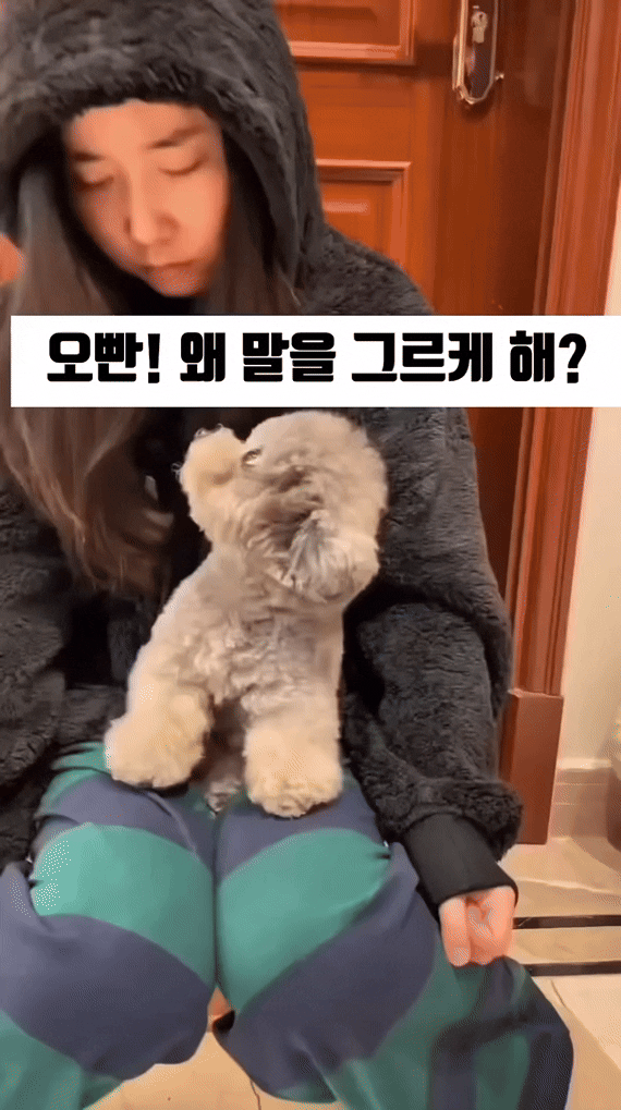  째려보기를 배운 댕댕이