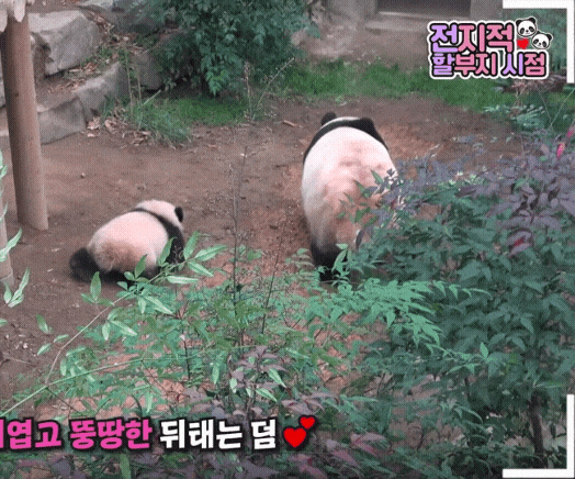 많이 길어진 후이바오 다리.gif | 인스티즈