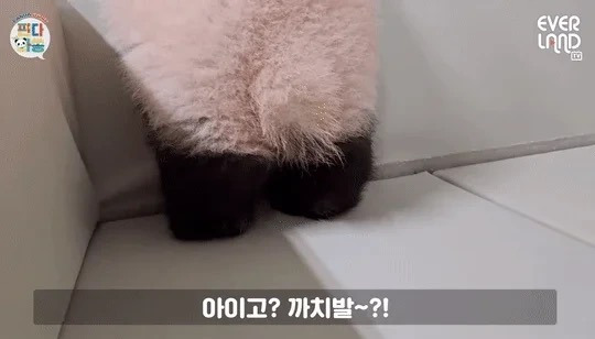많이 길어진 후이바오 다리.gif | 인스티즈