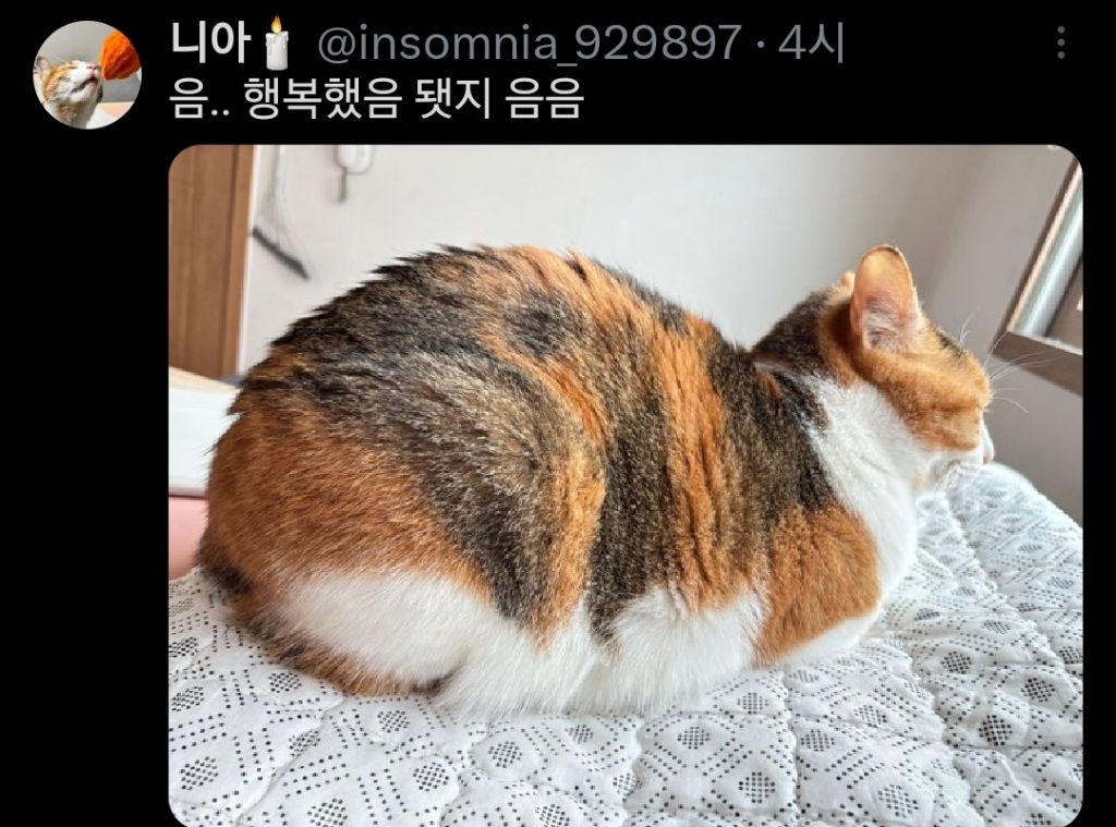 고양이는 원래 마른 종이 맞는데 인간들이랑 같이 살면서...twt | 인스티즈