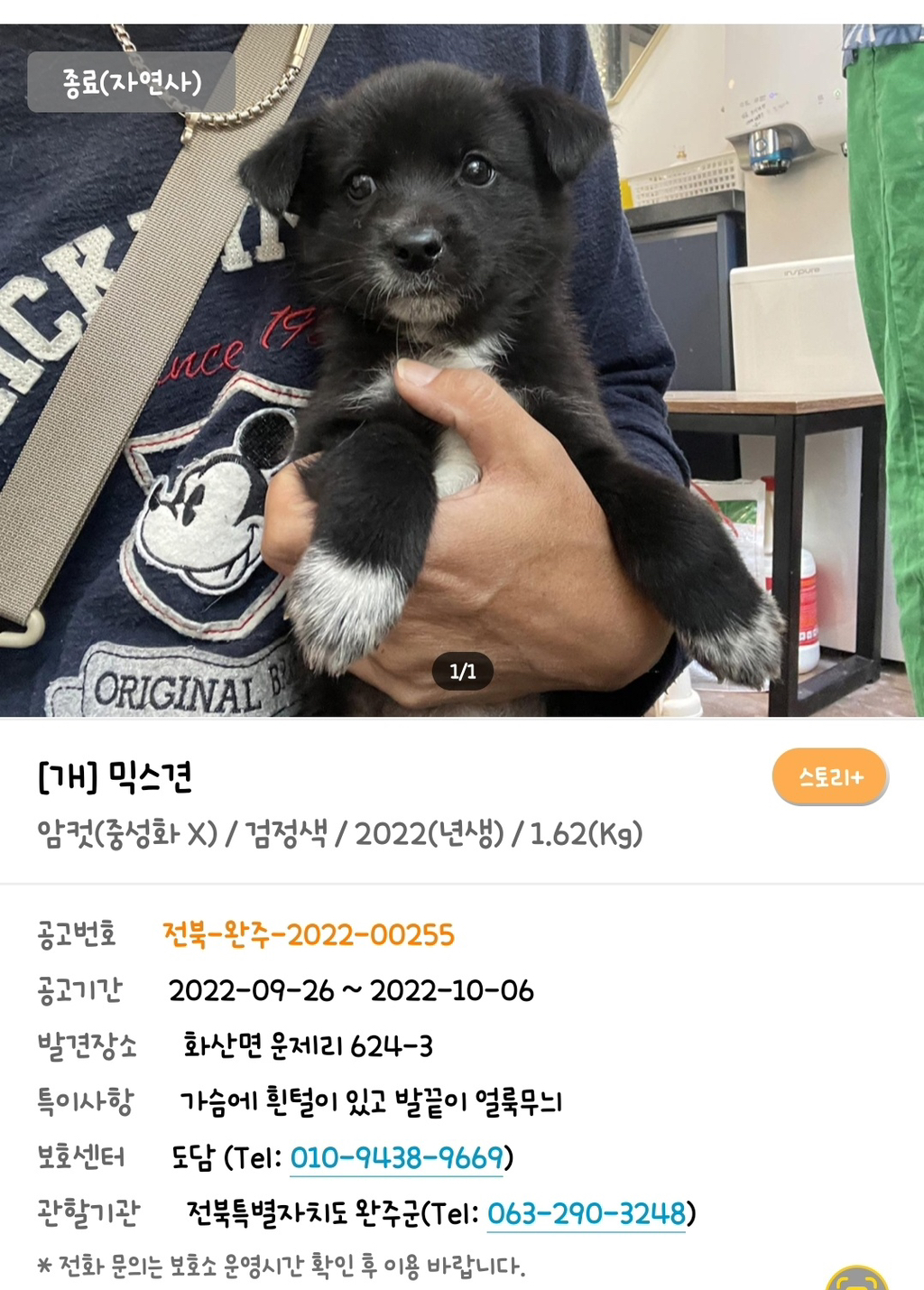 안락사 직전 겨우 구조되어 집밥먹은지 2개월만에 강아지를 잃어버렸어 (전주 서신동)..