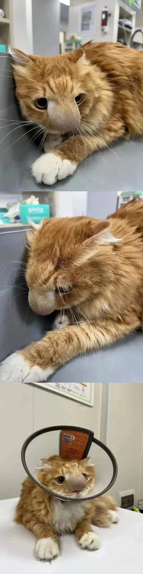  벌에 쏘인 고양이