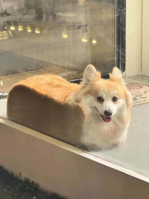  고양이 액체설 만큼 지지받는 유력한 가설1