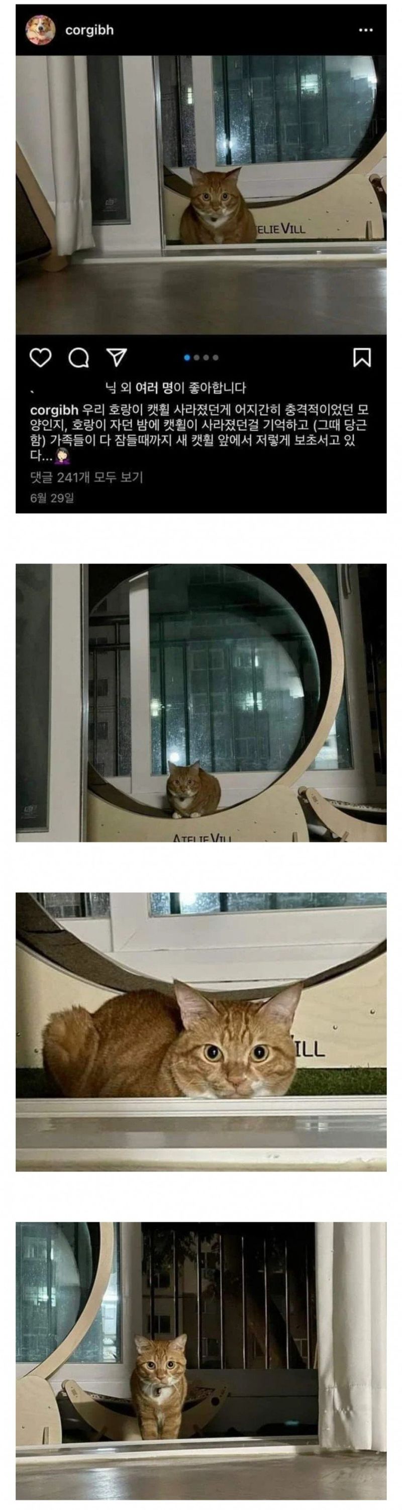  캣휠 사라질까봐 보초서는 고양이1