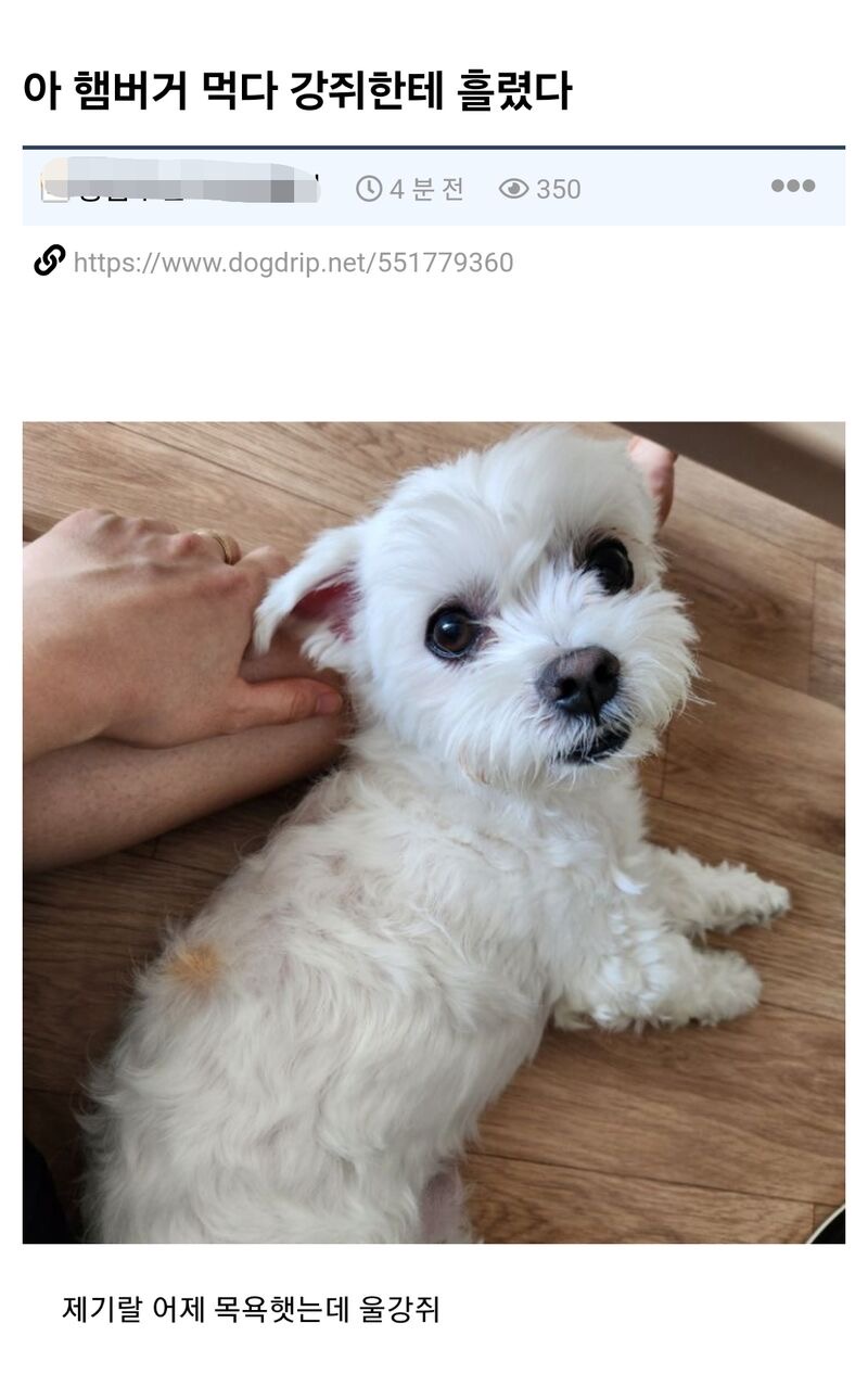  아 햄부기 먹다 강쥐한테 흘렸다