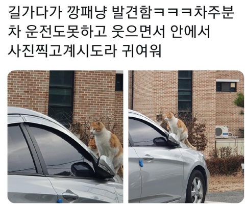  깡페냥이 3마리 ㅋㅋㅋㅋㅋ