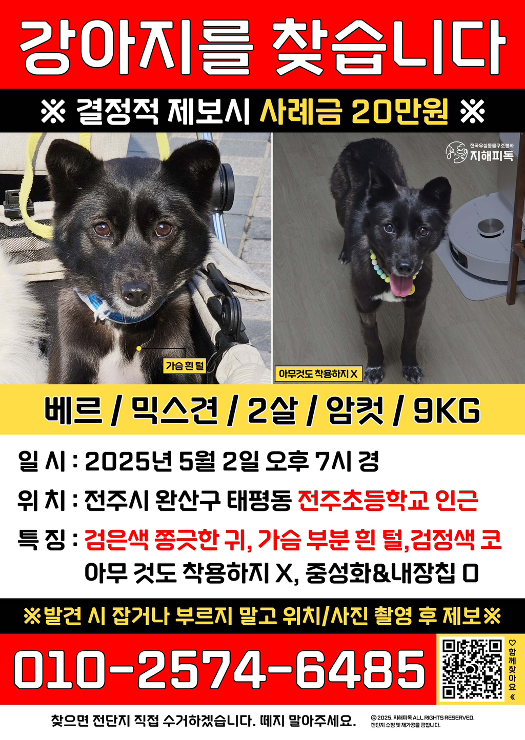 안락사 직전 겨우 구조되어 집밥먹은지 2개월만에 강아지를 잃어버렸어 (전주 서신동) | 인스티즈