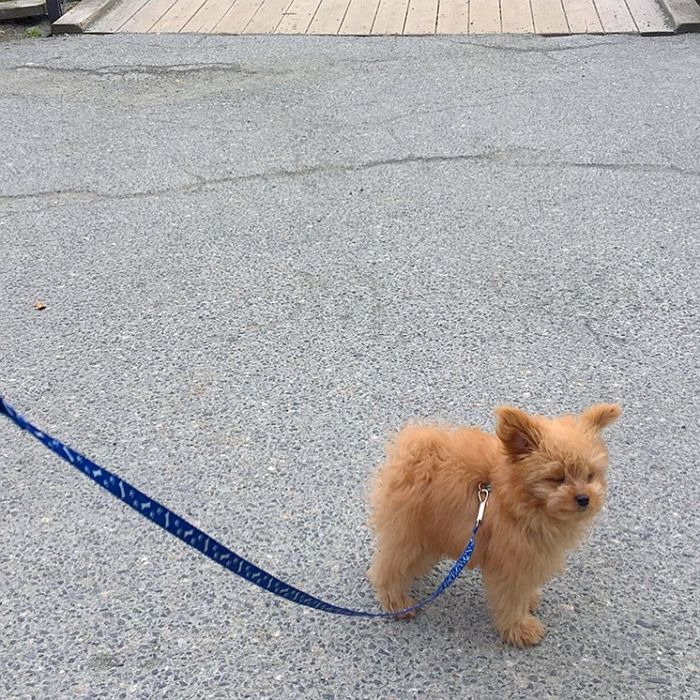푸들+스피츠=푸피츠 | 인스티즈