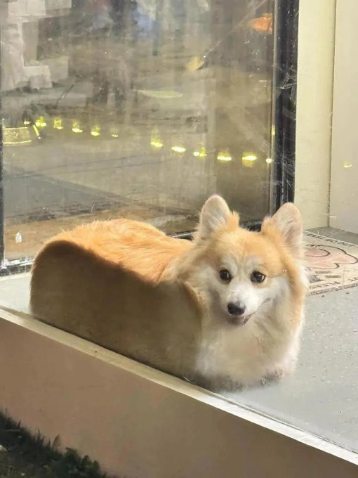 고양이 액체설 만큼 지지받는 유력한 가설 | 인스티즈