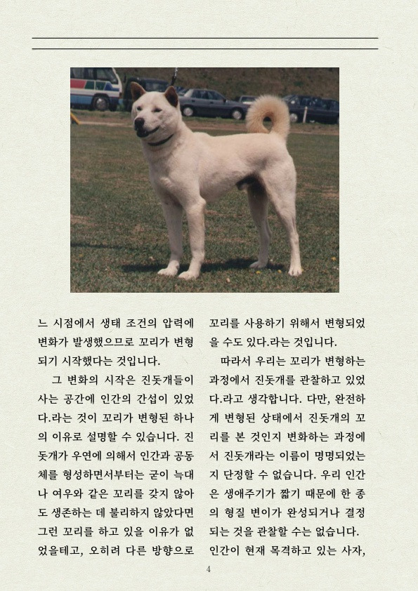 진돗개 꼬리는 장대(??)꼬리 | 인스티즈