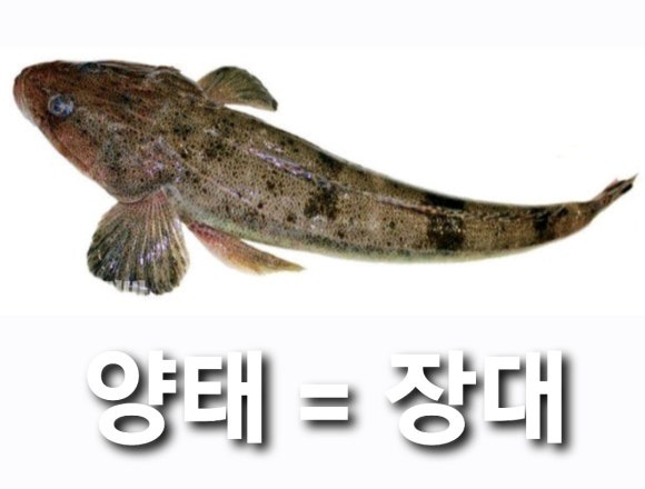  진돗개 꼬리는 장대(??)꼬리