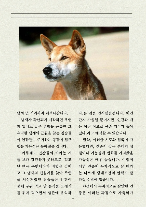 진돗개 꼬리는 장대(??)꼬리 | 인스티즈