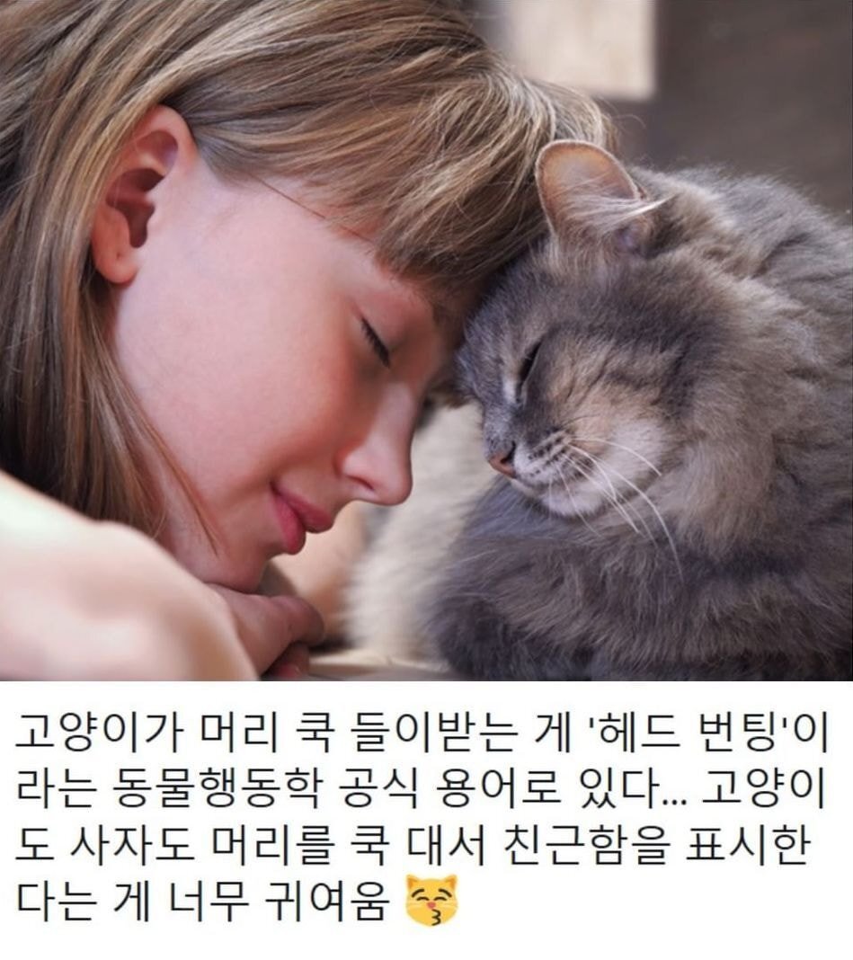  고앵이가 친근감을 표시하는 방법