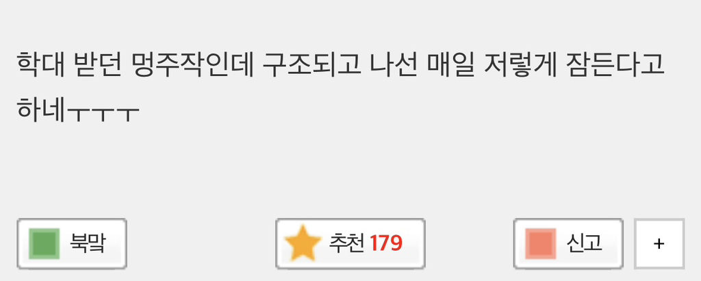 자리 못잡는 강아지한테 여기 누우라고 손짓하는 고양이 | 인스티즈