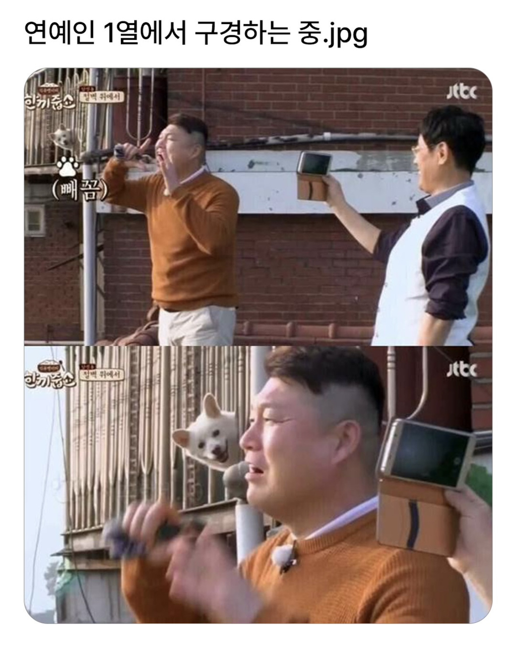  연예인 1열에서 구경하는 강쥐.jpg