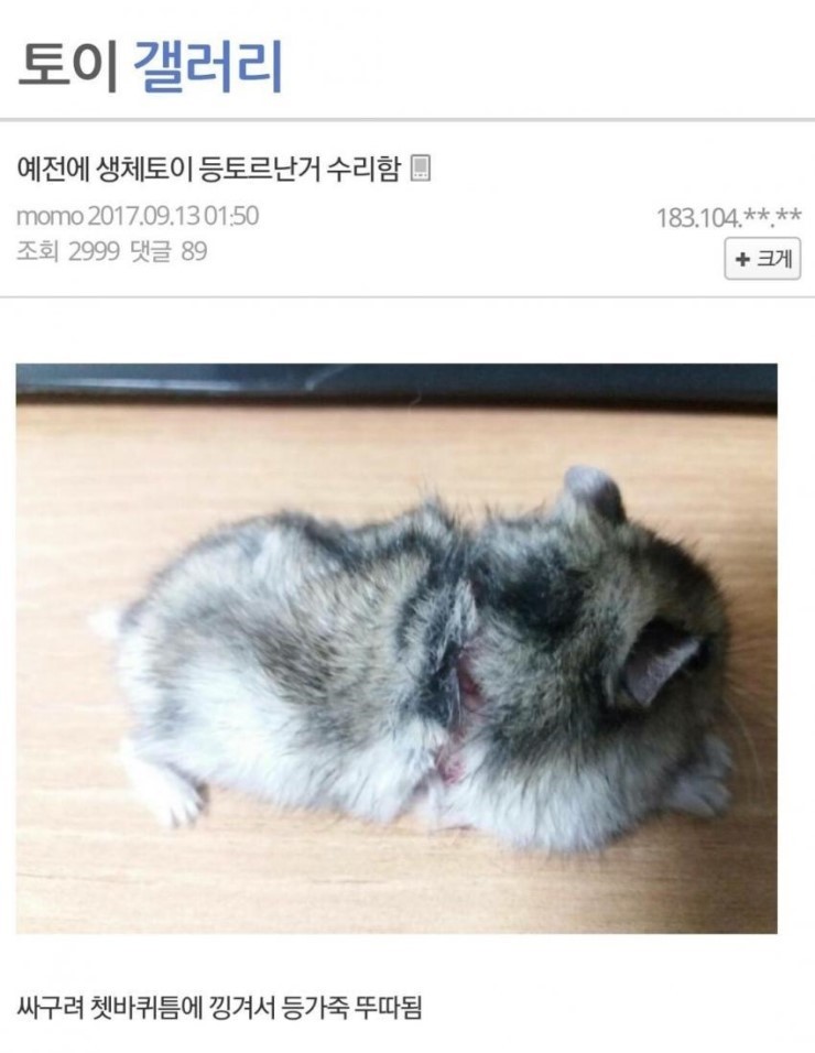  다친 햄스터 야매로 수술해준 디시인