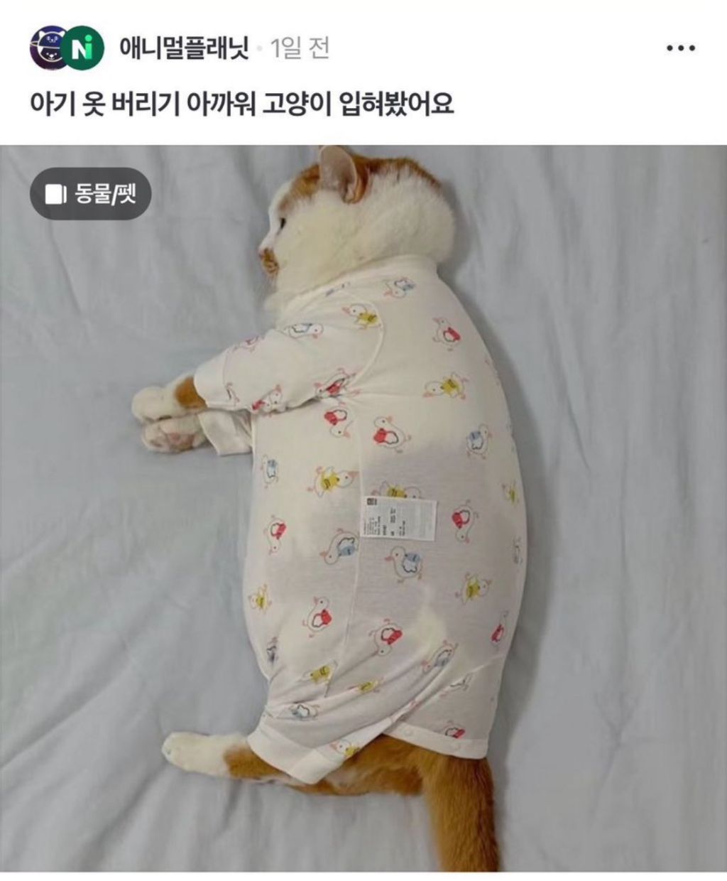 아기가 쓰던거 물려받은 고양이들
