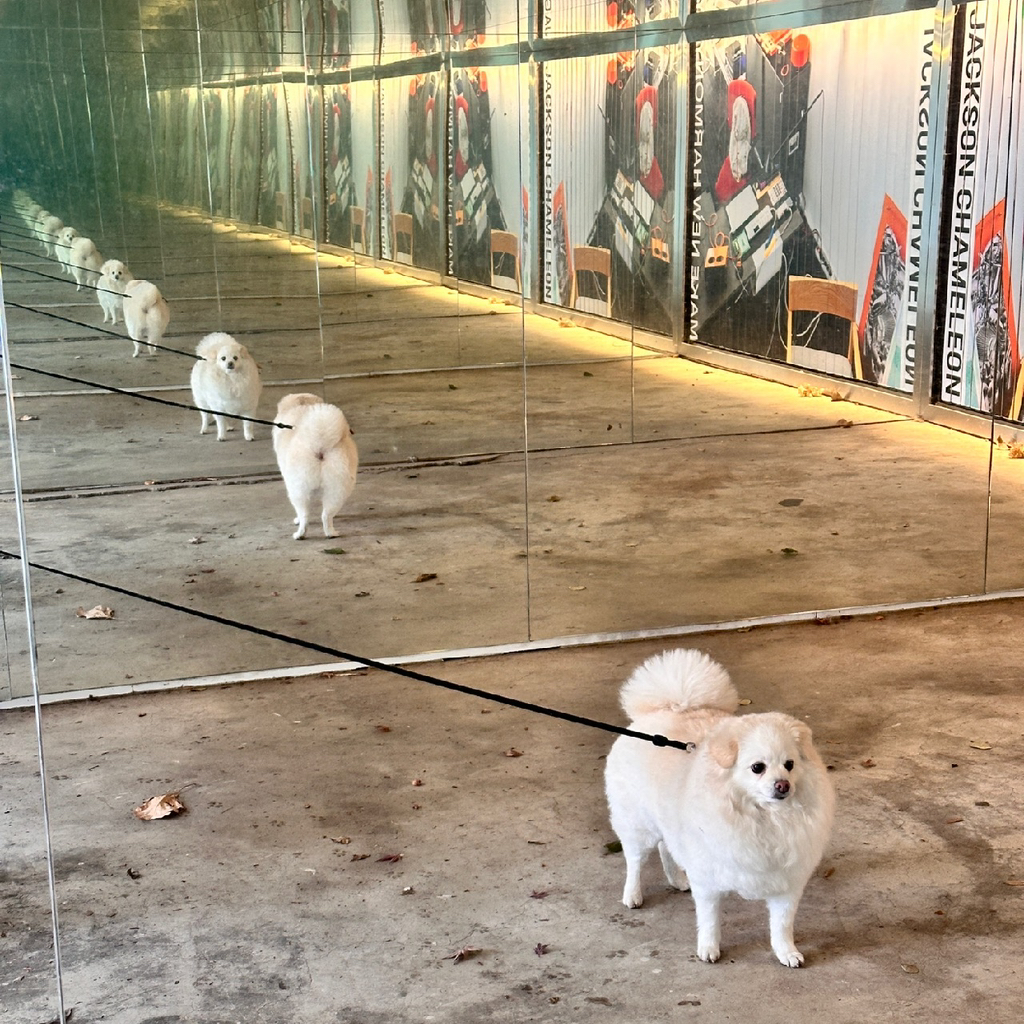 우리집 강아지 무슨 믹스지...ㅋㅋㅋㅋ곱슬강ㅇ아지(+사진추가...,,,,)++더 자랑하는 사진 추가,, | 인스티즈