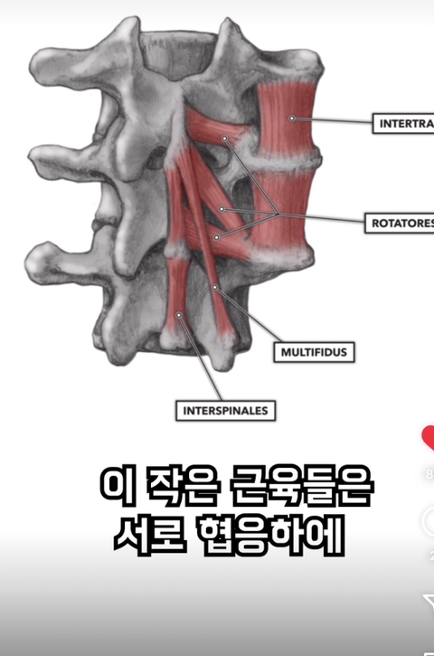 필라테스의 효과 (속근육의 기능) | 인스티즈