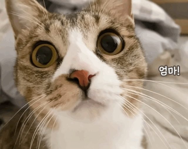 귀청소가 싫어 삐약삐약하고 우는 아기 고양이 | 인스티즈