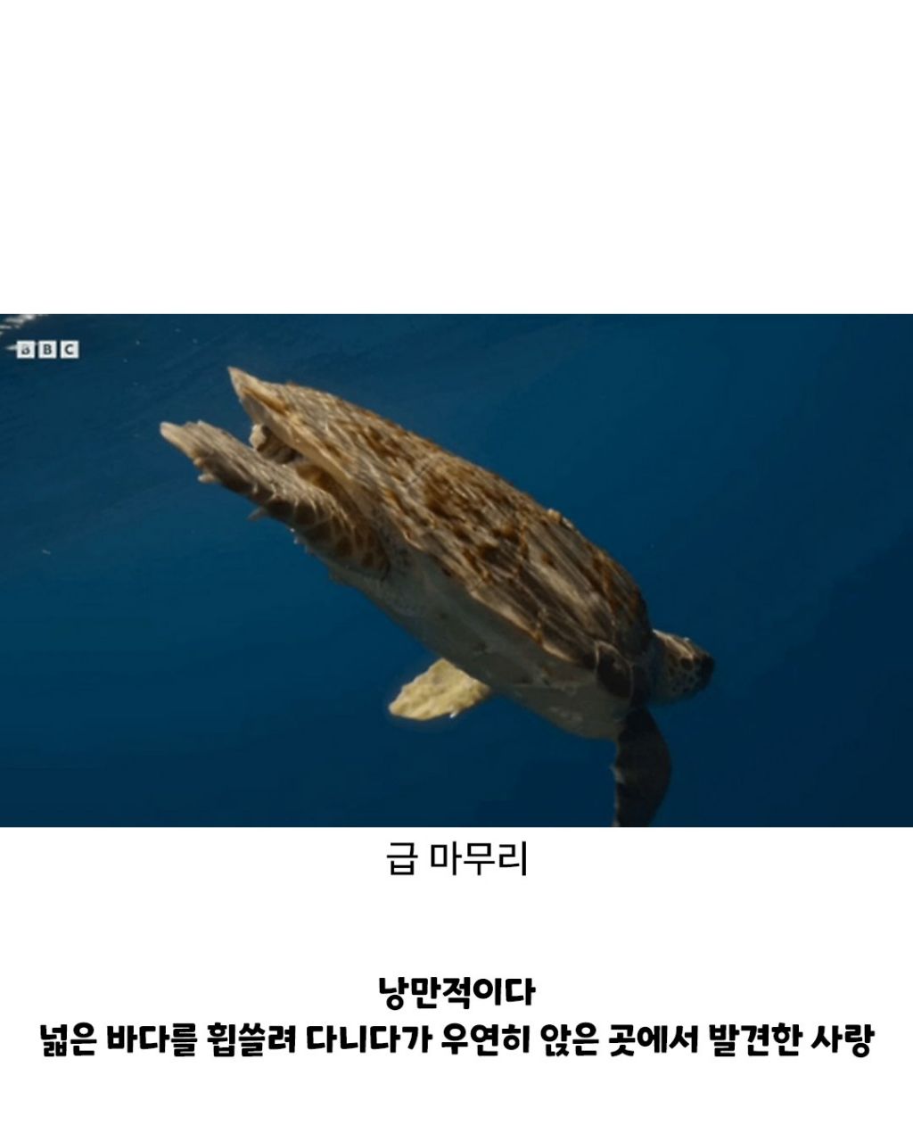 디즈니 단편같은 게의 운명적인 만남 | 인스티즈