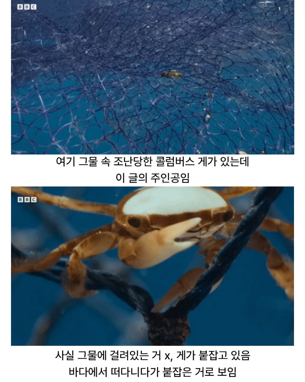 디즈니 단편같은 게의 운명적인 만남 | 인스티즈