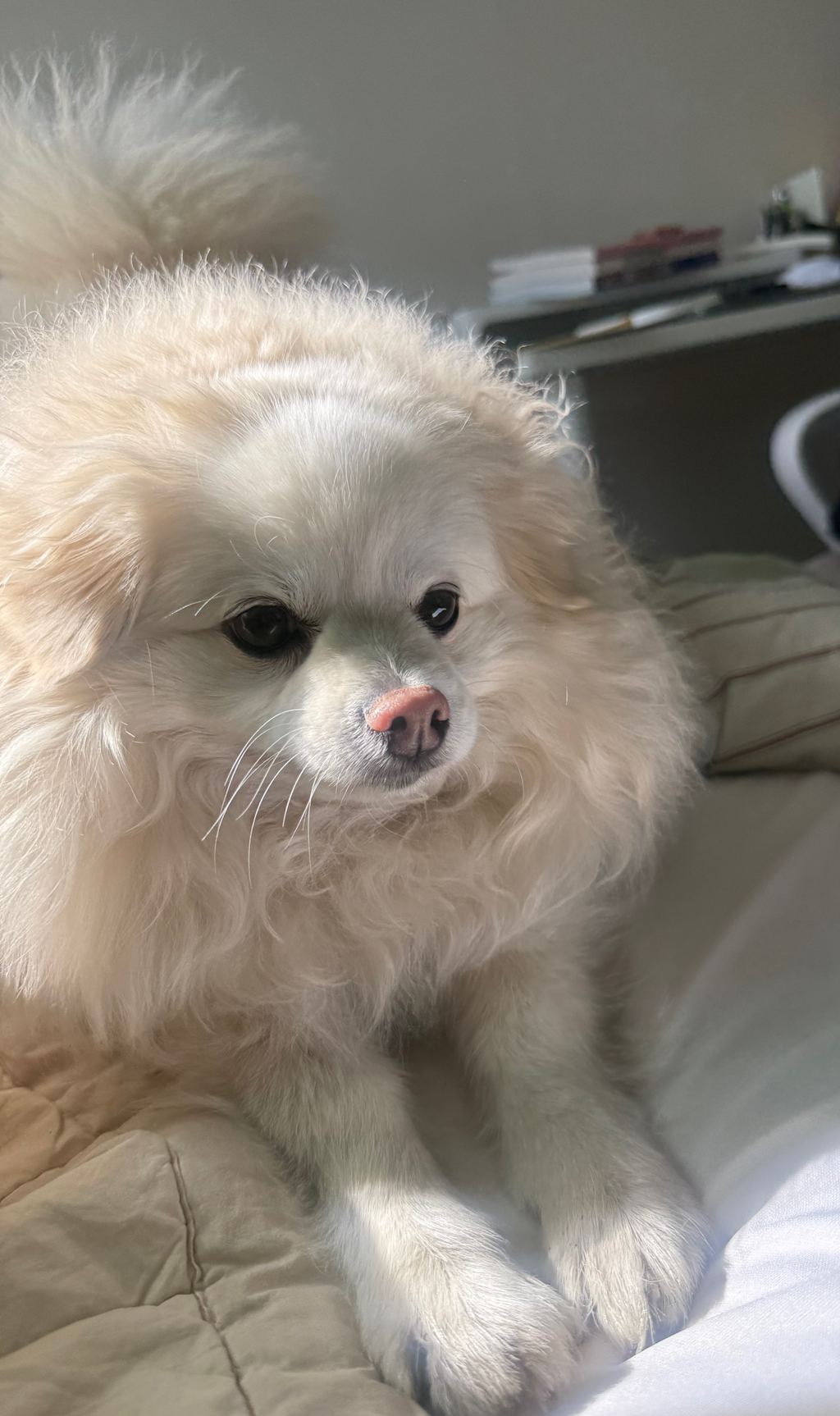 우리집 강아지 무슨 믹스지...ㅋㅋㅋㅋ곱슬강ㅇ아지(+사진추가...,,,,)++더 자랑하는 사진 추가,, | 인스티즈