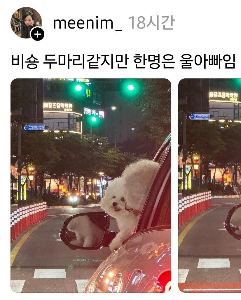  비숑 두 마리?1