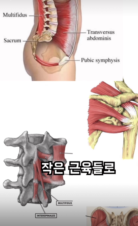 필라테스의 효과 (속근육의 기능) | 인스티즈