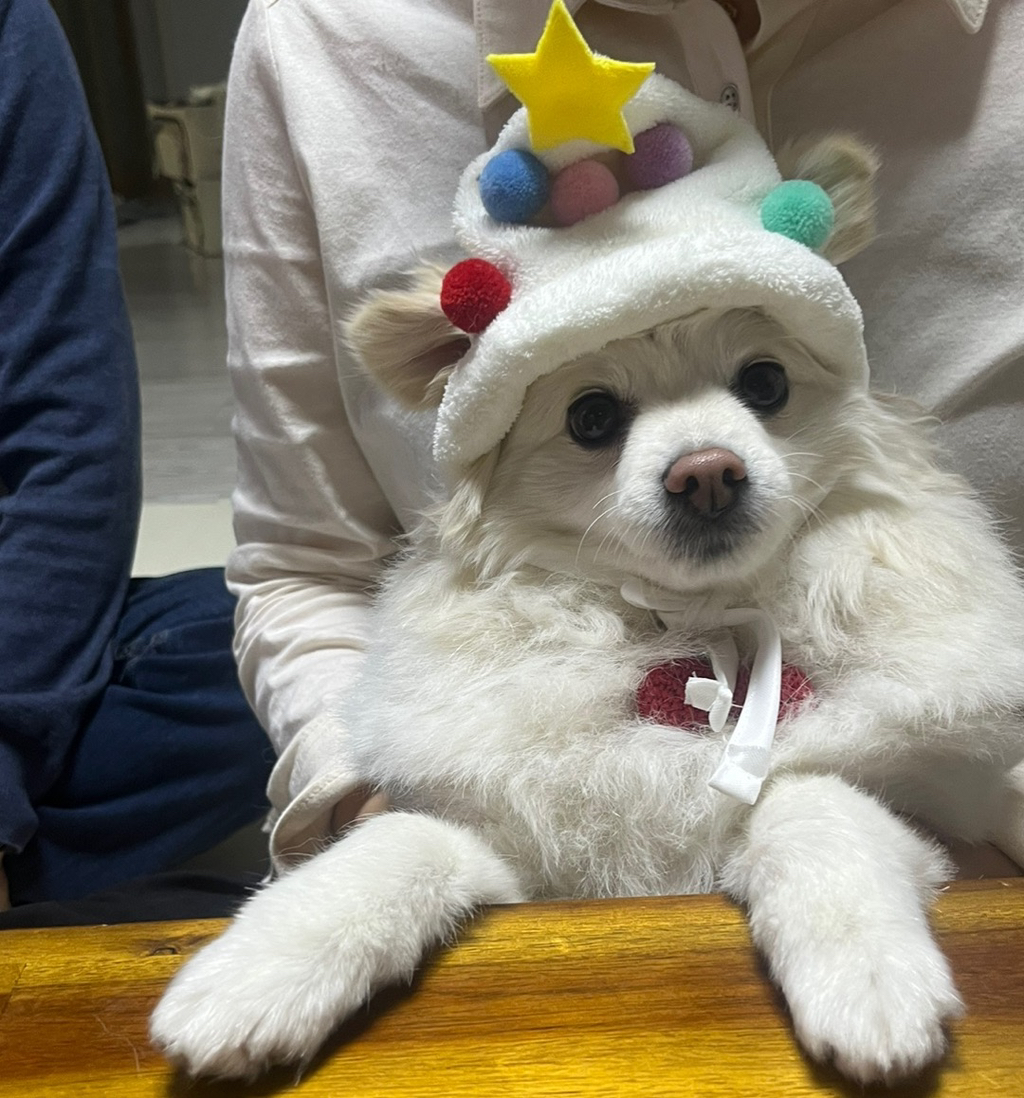 우리집 강아지 무슨 믹스지...ㅋㅋㅋㅋ곱슬강ㅇ아지(+사진추가...,,,,)++더 자랑하는 사진 추가,, | 인스티즈